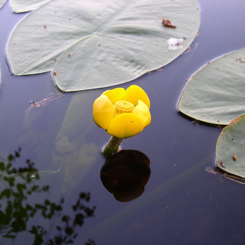 Yellow pond lily in water