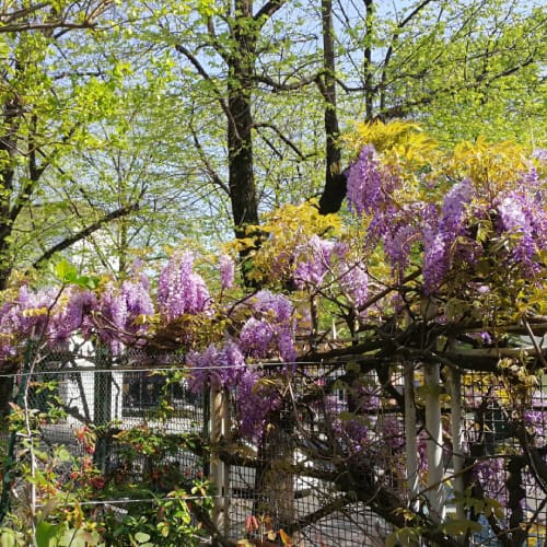 American wisteria on fence