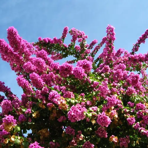 Bougainvillea flowers