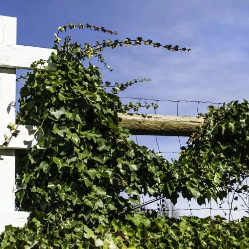 Ivy on fence