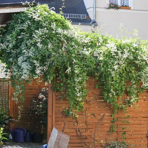 Silver lace vine on fence