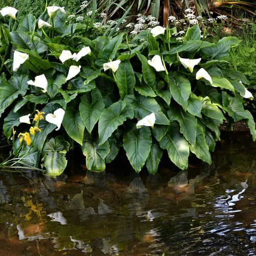 Calla lily by water