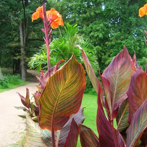 Canna lily