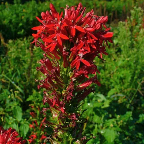 Cardinal flower inflorescence