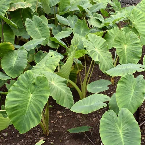 Elephant ears