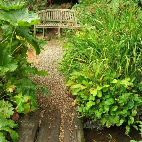 Bog garden