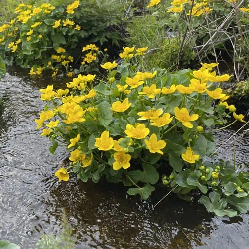 Marsh marigold in water