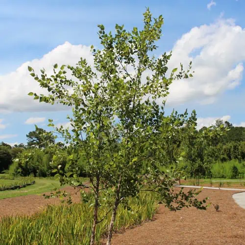 River birch tree