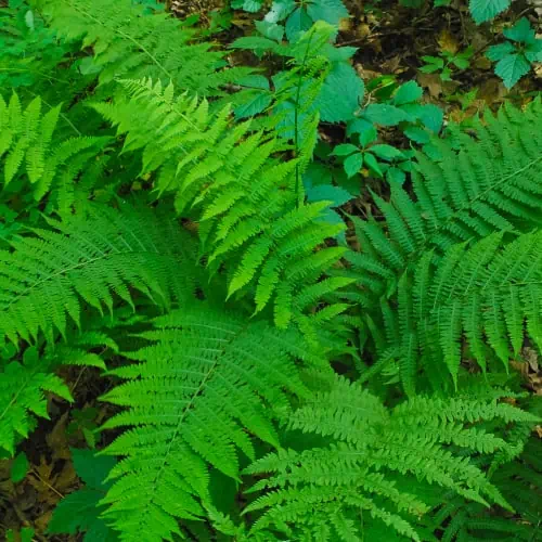 Royal fern