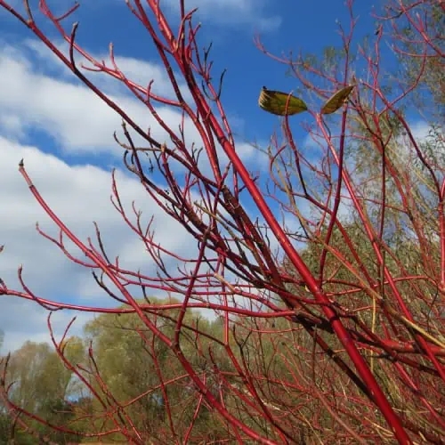 Siberian dogwood