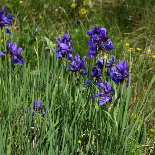 Siberian iris flowers