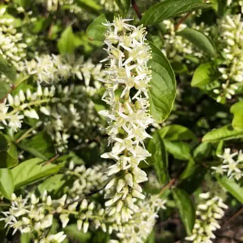 Virginia sweetspire flowers