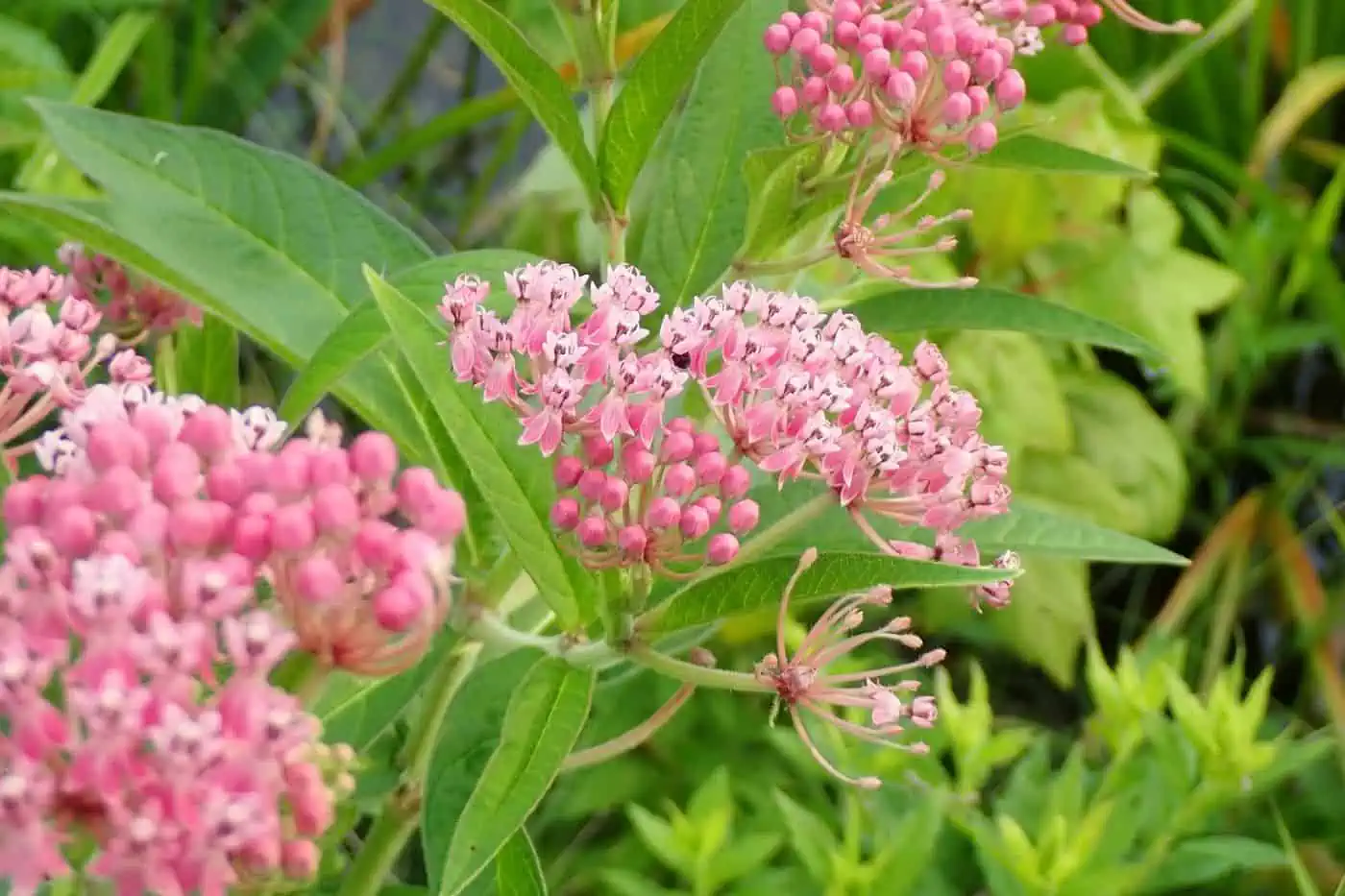 12 Plants That Like Boggy Soil (Top Species) Pond Informer