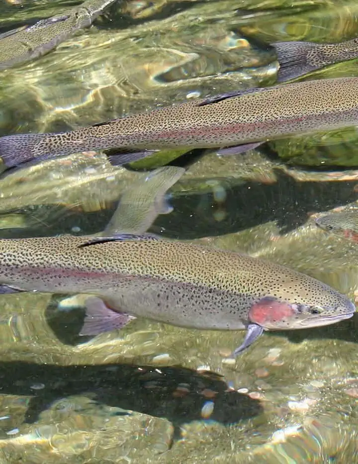 Rainbow Trout Pond Requirements Guide 2024