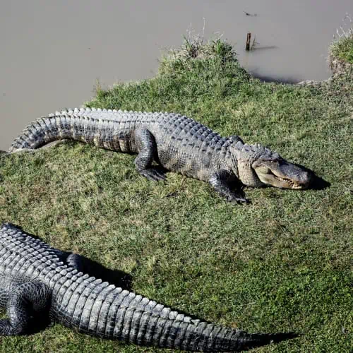 Food Chain of a Swamp Ecosystem (Pics & Facts) - Pond Informer