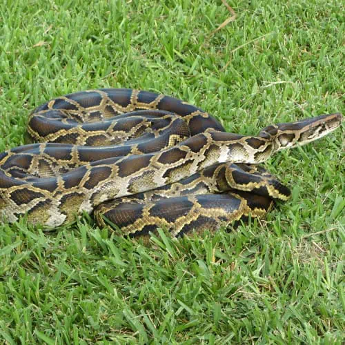 Food Chain of a Swamp Ecosystem (Pics & Facts) - Pond Informer