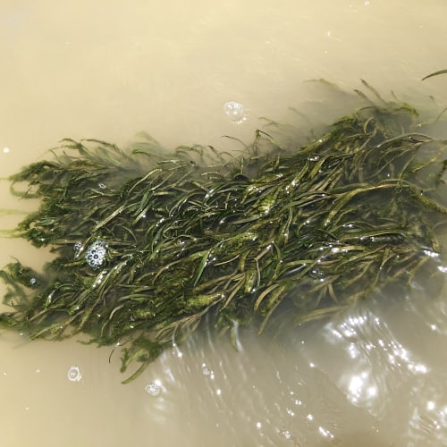 Dense mat of water stargrass