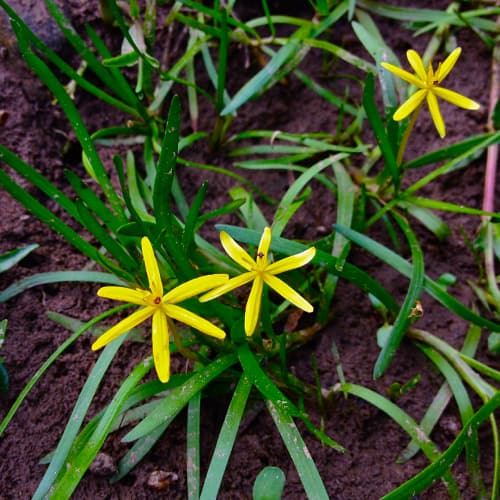 Water stargrass in bloom