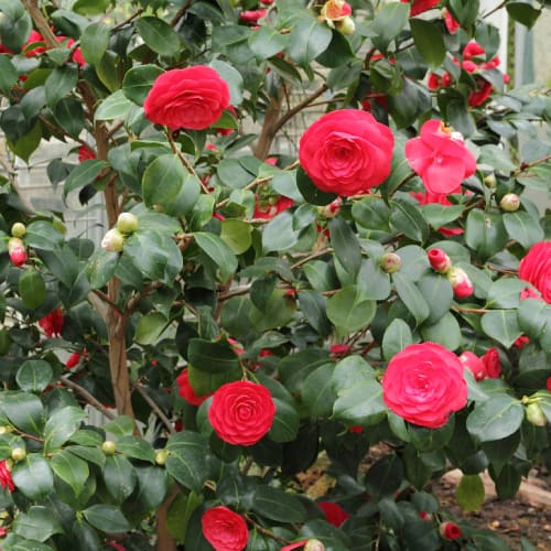 Japanese camellia flowers