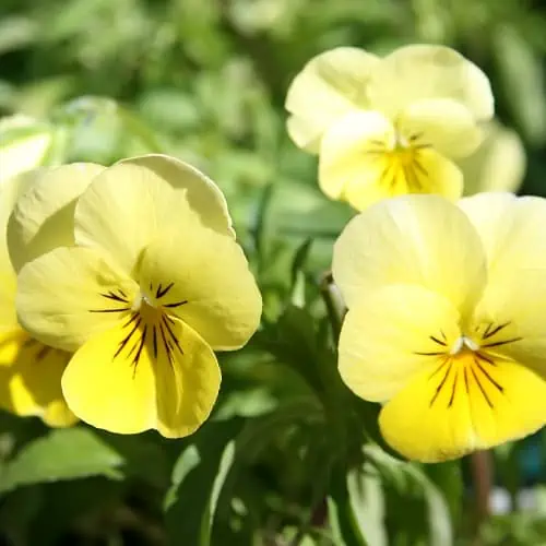 10 Winter Flowers for Containers (Top Picks) Pond Informer