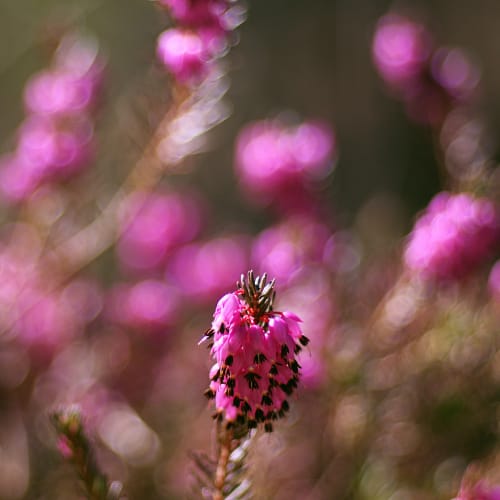 Winter heath flowers