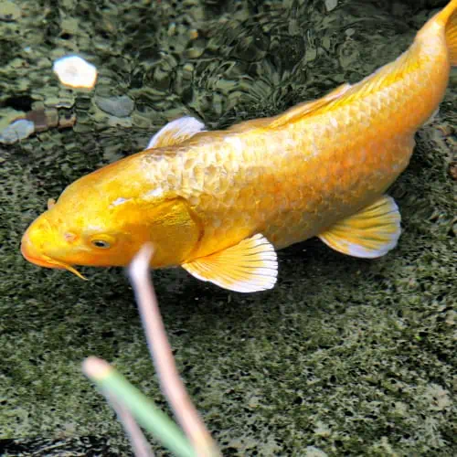 Large goldfish in pond