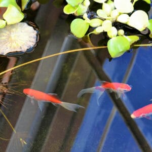 Illustration of Stocking Density Tank Size For Goldfish