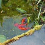 Picture of How Many Goldfish Can I Keep in a Pond? (Stock vs. Pond Size) - Pond ...
