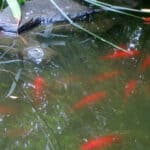 View of How Many Goldfish Can I Keep in a Pond? (Stock vs. Pond Size) - Pond ...