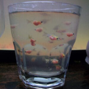 How Many Goldfish Can I Keep in a Pond? (Stock vs. Pond Size) - Pond ...