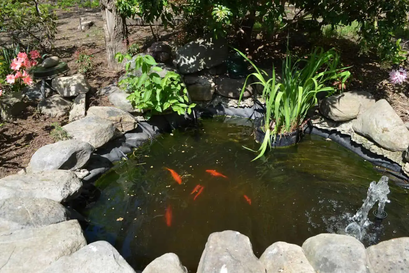 How Many Goldfish Can I Keep in a Pond? (Stock vs. Pond Size) - Pond ...