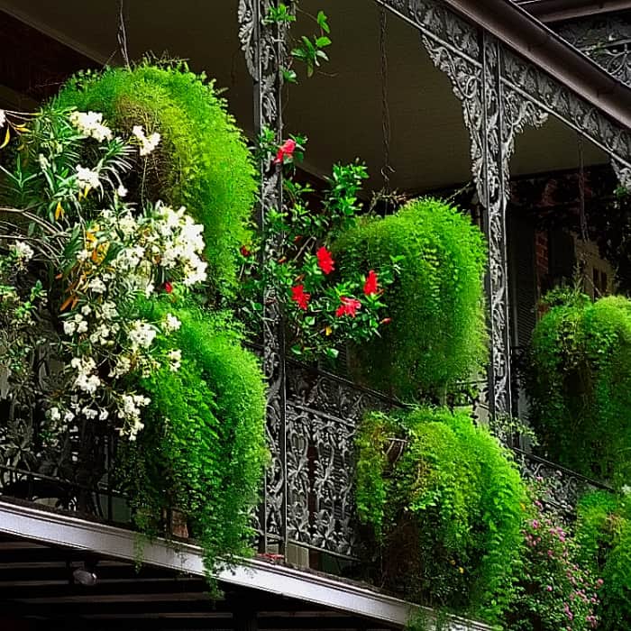 Arching stems on balcony