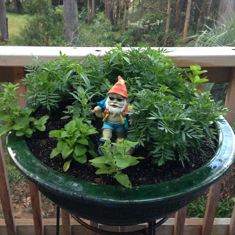 Small garden gnome in plant pot