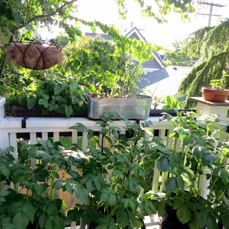 Plants in containers on balcony