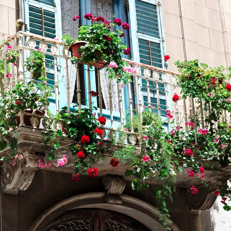 Flower cultivars on balcony