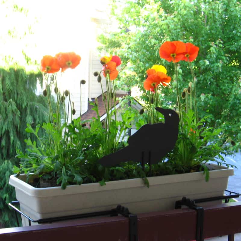 White plant container