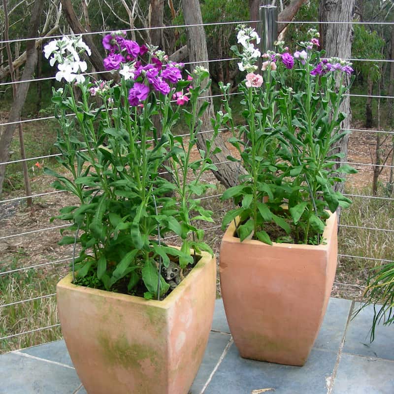 Tall potted plants