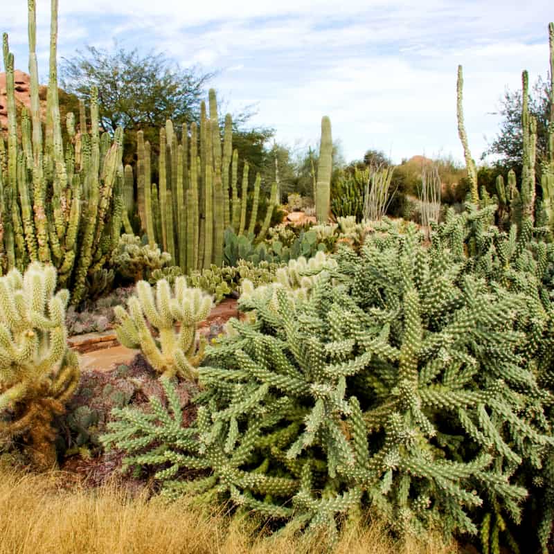 Cacti