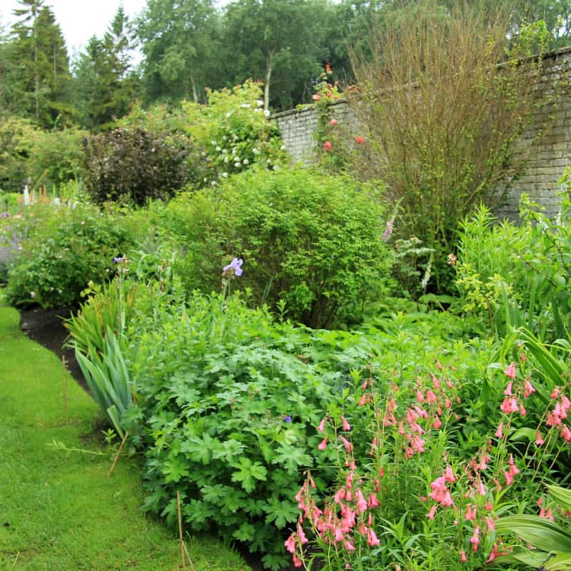 Shrubs and herbaceous plants of varying heights