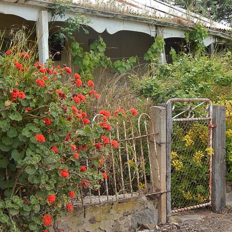 Flowering shrubs by fence