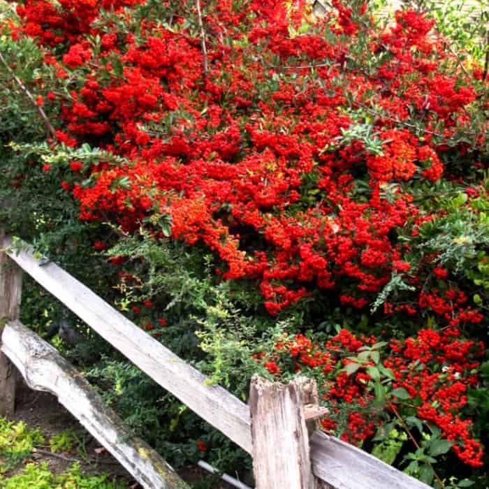 Tall shrubs by low wooden fence