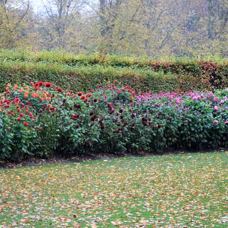 Row of flowering shrubs
