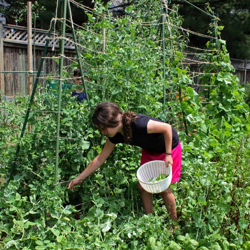 Vegetable garden