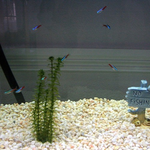 Neon tetras in fish tank