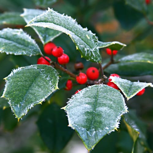 Frosted holly plant