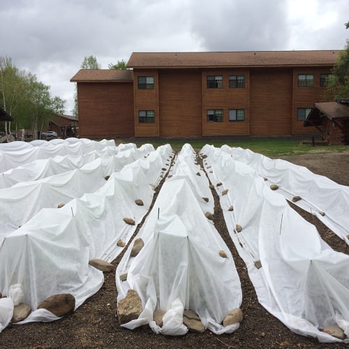 Vegetables with row covers