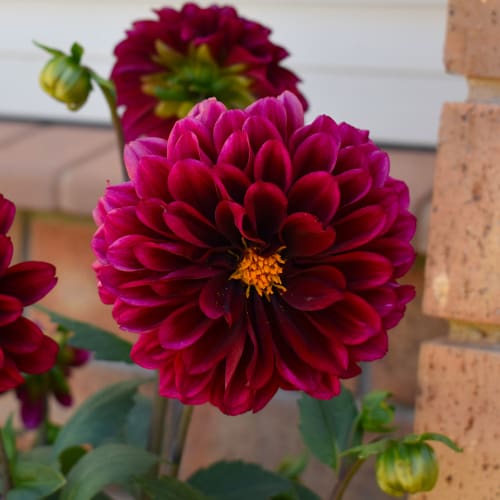 Dahlia flower