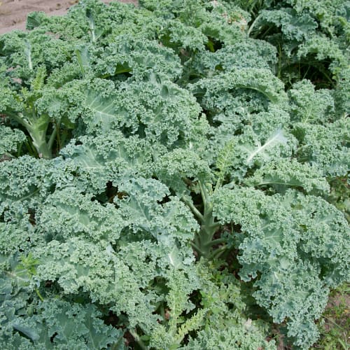 Kale plants