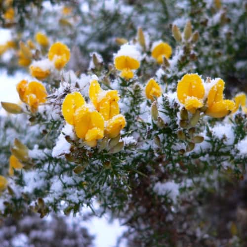 Winter gorse in bloom