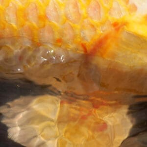 Should You Touch Koi? (Impact on Fish Health) - Pond Informer